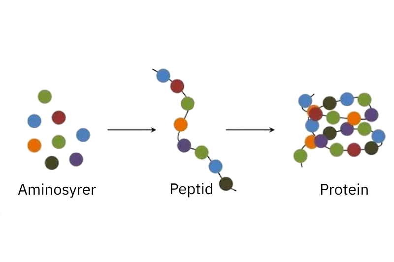 Opbygning af protein fra aminosyrer til protein